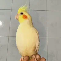 عروس هلندی اهلی