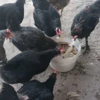 مرغ بومی|حیوانات مزرعه|کاشان, پامنار|دیوار