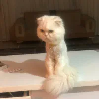 اسکاتیش سوپر فلت نر