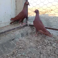 نرماده سرخ برازجان