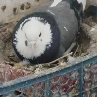 یک عددشازده ماده