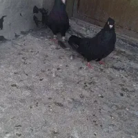 کبوتر|پرنده|اردبیل, |دیوار