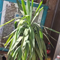 گلدان درختچه درخت باغچه یوگا یوکا