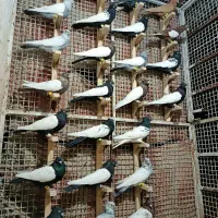 کبوتر رنگی|پرنده|مرودشت, تخت جمشید|دیوار