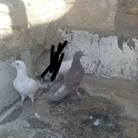 کبوتر|پرنده|قم, شاه سید علی|دیوار
