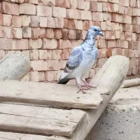 چند عدد کبوتر مسافتی سرحال