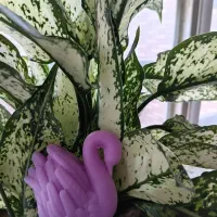 (قو تنها پرنده هست که عاشق میشود و وفادارمیماند)|صنایع دستی و سایر لوازم تزئینی|کرمان, |دیوار