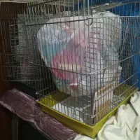 قفس 1033