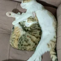 واگذاری گربه