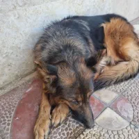 سگ ژرمن وارداتی از اوکراین با مدارک معتبر|سگ|تهران, اکباتان|دیوار