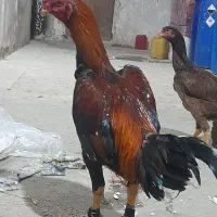 مرغ وخروس لاری