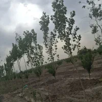 مجتمع ویلایی گندم|فروش زمین و ملک کلنگی|مشهد, شمس آباد|دیوار