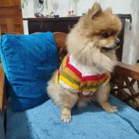 فروش انواع لباسهای دستباف پت های خانگی