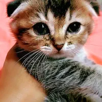 گربه اسکاتیش|گربه|تهران, سردارجنگل|دیوار