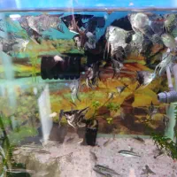 ماهی آنجل|ماهی|رشت, شهرک صبا|دیوار