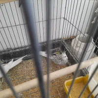 عروس هلندی|پرنده|یزد, |دیوار