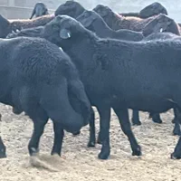 قوچ همو و هترو/ میش و بره ماده همو و هترو