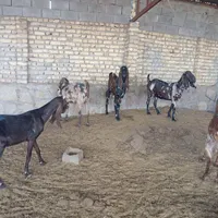 بز پاکستانی|حیوانات مزرعه|چناران, |دیوار