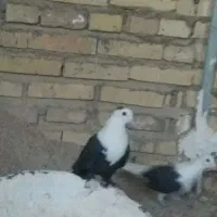 ماده میلیمنز اصل درجه یک