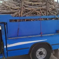 خرید چوب پسته(کنده)قلم و ریشه