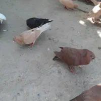 سرخ و زرد خالدم