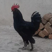 مرغ وخروس سیاه وسفید جهت قربانی|حیوانات مزرعه|تهران, اختیاریه|دیوار