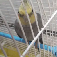 دوتا طوطی عروس نر|پرنده|رشت, سیا اسطلخ|دیوار