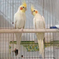 طوطی عروس هلندی مولد جفت خورده درحال تخم گذاری|پرنده|سنندج, |دیوار