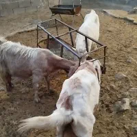 بز سانن پنجابی دورگ سانن|حیوانات مزرعه|درودزن, |دیوار