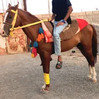 اسب نریون|اسب و تجهیزات اسب‌سواری|رامشیر, |دیوار