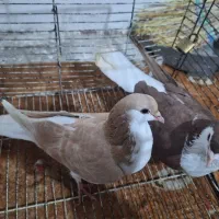 کبوتر چادری