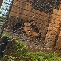 هاسکی نر سیبری ماده مالا موت