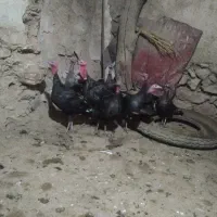 بوقلمون|حیوانات مزرعه|شیروان (خراسان), |دیوار