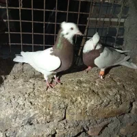 کفتر پرشی|پرنده|زبرخان, |دیوار