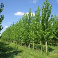 نیگرا ترکیه بازدهی تضمینی|گل و گیاه طبیعی|رشت, پارک شهر|دیوار