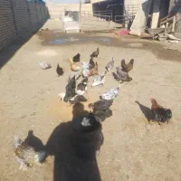 اسب و غاز و مرغ|حیوانات مزرعه|اصفهان, قهجاورستان|دیوار