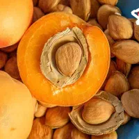 هسته ی شیرین و تلخ زردالو