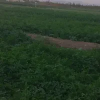 سبزیی|خوردنی و آشامیدنی|اسفرورین, |دیوار