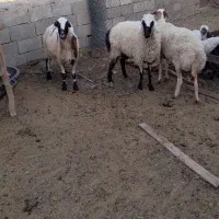 میش زاییده کاور و تقلی