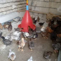 جوجه محلی 35روزه