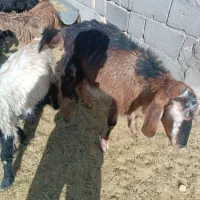 بزغاله الپاین|حیوانات مزرعه|شهرضا, |دیوار