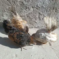 مرغ و خروس و جوجه جاپنیز ریز جثه|حیوانات مزرعه|اردبیل, |دیوار