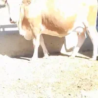 گاو آبستن