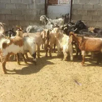 کهره نر