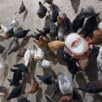 انواع جوجه مرغ و خروس گلین محلی امرکانا|حیوانات مزرعه|آمل, |دیوار