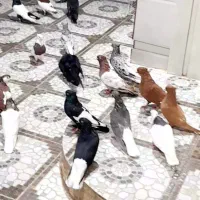 کبوتر.دم سفید.چپ|پرنده|اهواز, اهواز|دیوار