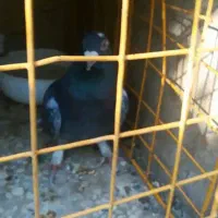 کفتر|پرنده|قائن, |دیوار