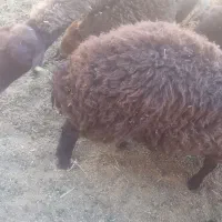 معاوضه ماشین با گوسفند