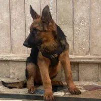 توله ژرمن|سگ|چالوس, |دیوار