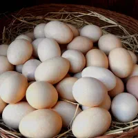 تخم مرغ محلی